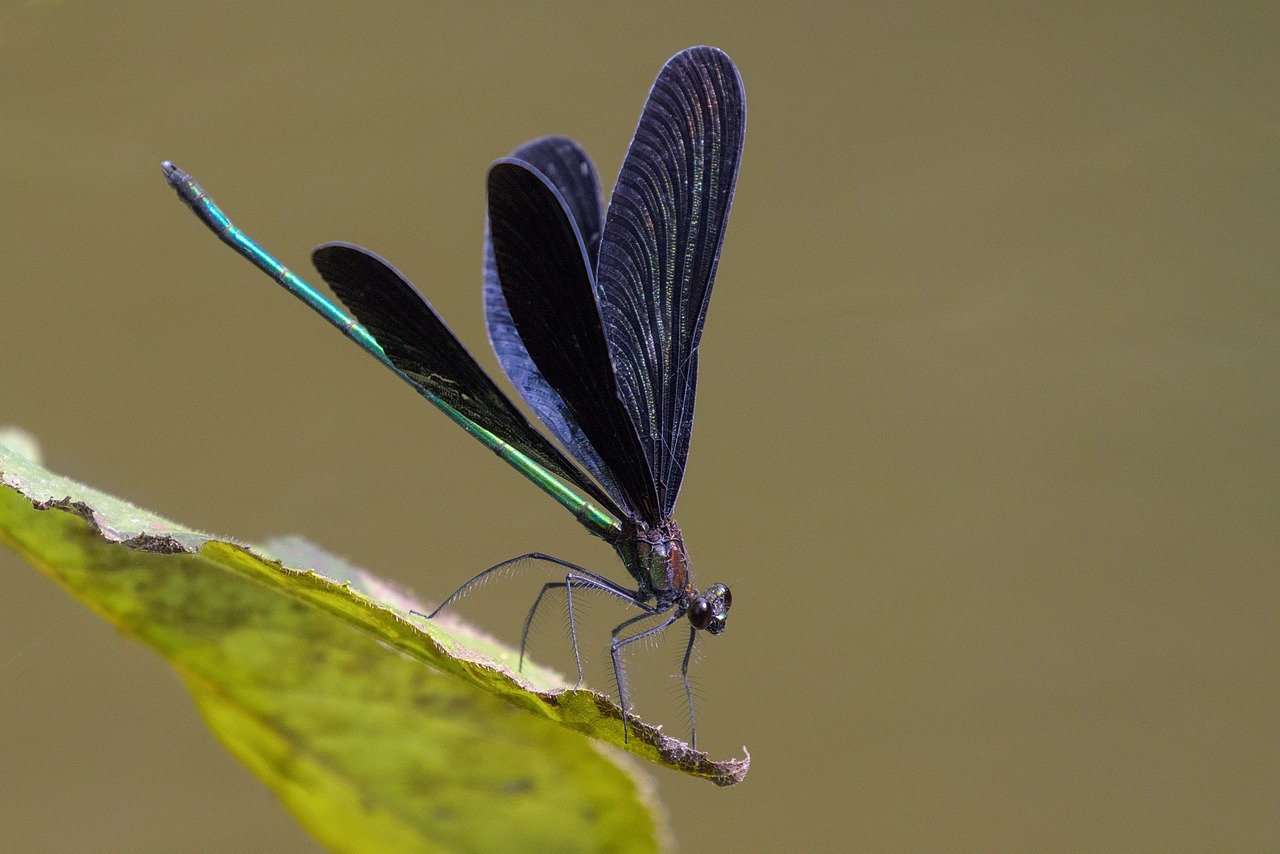 How Eating Insects Could Help the Environment